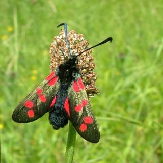 Butterfly Conservation - North East Branch - Brownfield